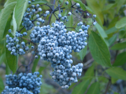 Blue elderberry (Sambucus nigra ssp. cerulea)